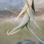 Tillandsia roseoscapa Leaf