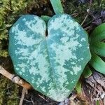 Cyclamen balearicum Leaf