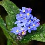 Myosotis sylvatica Fleur