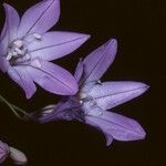 Triteleia bridgesii Flower