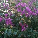 Bougainvillea glabraBlad