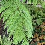 Dicksonia antarctica 葉
