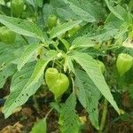 Physalis longifolia Leaf