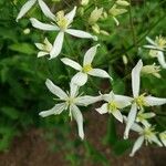 Clematis recta Fula