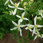 Clematis recta Kvet