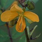 Senna occidentalis Cvet