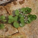 Lysimachia tyrrhenia