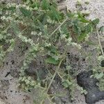 Atriplex glabriuscula Συνήθη χαρακτηριστικά