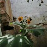 Smallanthus sonchifolius Blüte