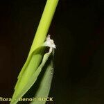 Piptatherum paradoxum 樹皮