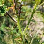 Solanum sisymbriifolium Kora