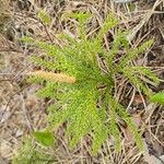 Lycopodium dendroideum Foglia