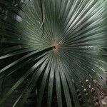Coccothrinax barbadensis Hoja