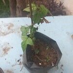 Liquidambar formosana Corteccia