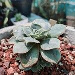 Echeveria longissima Frunză