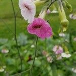 Nicotiana × sanderi Λουλούδι