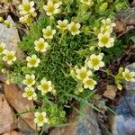 Saxifraga exarata Hábito