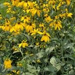 Rudbeckia nitida 花