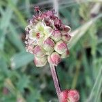 Poterium sanguisorba Fiore