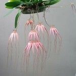 Bulbophyllum longiflorum Květ