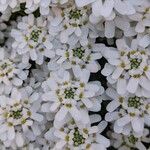 Iberis sempervirens Flower