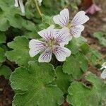 Geranium renardii Flower