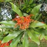 Stenocarpus sinuatus फूल