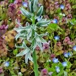 Ornithogalum boucheanum Floro