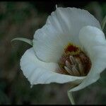 Calochortus venustus Fleur