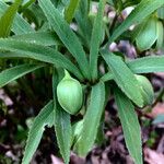 Helleborus dumetorum Annet