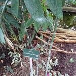 Chamaedorea oblongata Elinympäristö