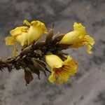 Markhamia tomentosa Blüte