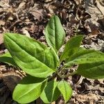 Andersonglossum virginianum Folha