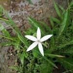 Hippobroma longiflora Кветка