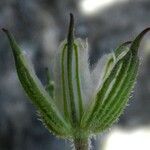 Erodium gruinum Other