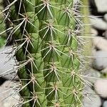 Echinopsis quadratiumbonata Hoja