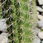 Echinopsis quadratiumbonata