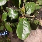 Beilschmiedia miersii Leaf