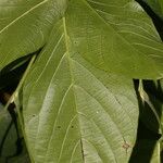 Canavalia brasiliensis Leaf