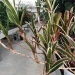 Neoregelia carolinae Листок