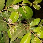 Combretum micranthum Blüte