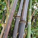 Phyllostachys nigra Corteccia