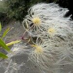 Clematis orientalis Hedelmä