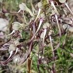 Himantoglossum hircinum फूल