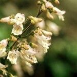 Penstemon canescens Flower