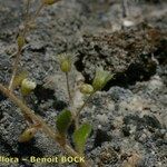 Sedum fragrans Elinympäristö