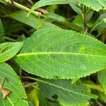 Strobilanthes hamiltoniana Levél