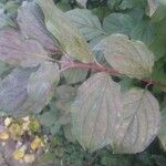 Cornus sanguinea 葉