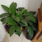 Spathiphyllum floribundum Φύλλο