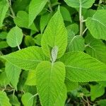 Colquhounia coccinea Leaf